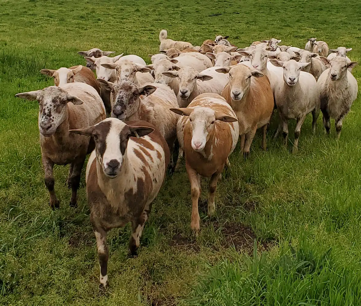 Hair sheep on pasture | Katahdin and Dorper ewes on a farm i… | Flickr