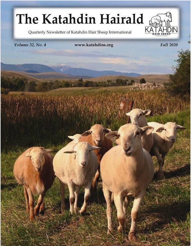 Katahdin Hair Sheep - Raising a Profitable Breed of Sheep: Noble, Darla,  Davidson, John, Mendon Cottage Books: 9781505681369: Amazon.com: Books